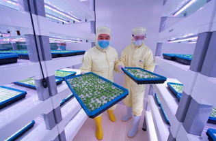 探訪中科三安植物工廠 揭秘未來農業的高科技藍圖